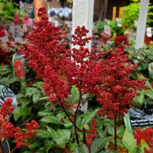 Astilbe Red Sentinel