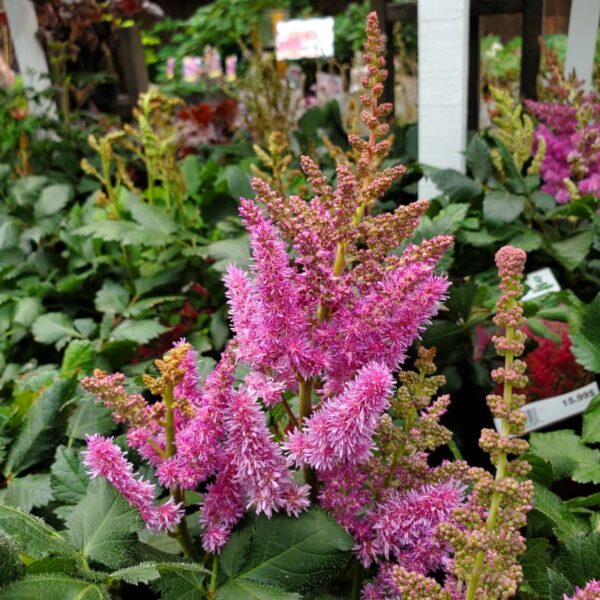Astilbe Vision In Red