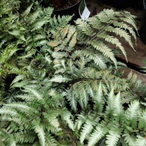Athyrium Niponicum Metallicum