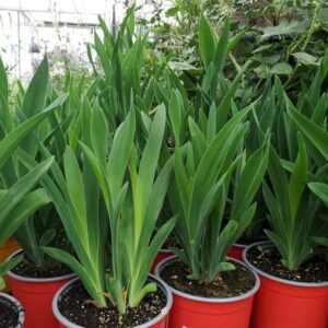 iris tigré Balamcanda Chinensis Freckle Face