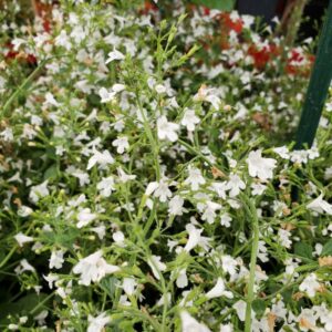 Calamintha Nepeta White Cloud