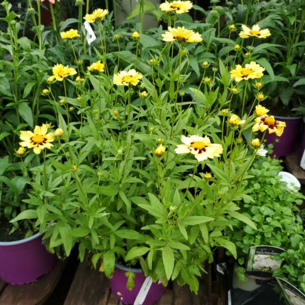 Coreopsis Cream And Red