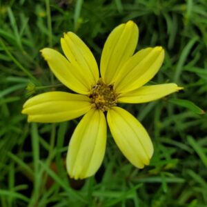 Coreopsis Moonbeam
