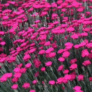 dianthus paint the town magenta oeillet
