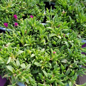 Delosperma Granita Raspberry