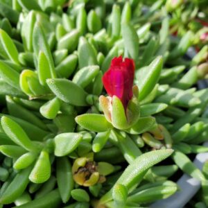 Delosperma Red Mountain Flame