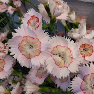 oeillet Dianthus American Pie Georgia Peach Pie