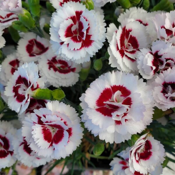 Dianthus Raspberry Surprise oeillet