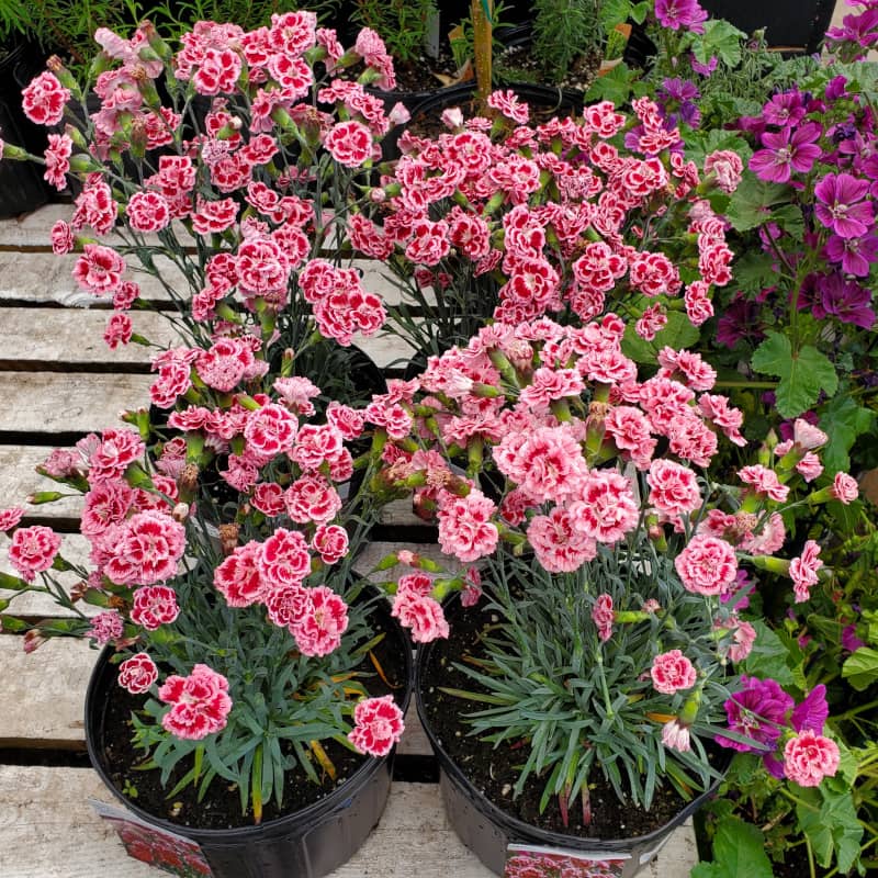 Dianthus Sugar Plum oeillet