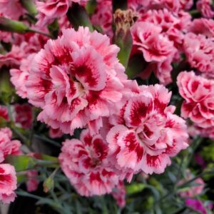 Dianthus Sugar Plum oeillet