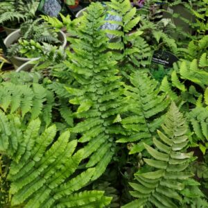 Dryopteris Atrata