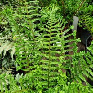 Dryopteris Filix Mas The King