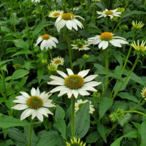 Echinacea Pow Wow White