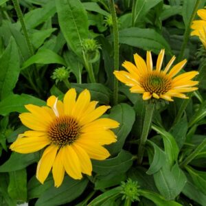 Echinacea Tweety