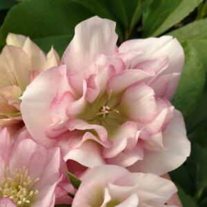 helleborus flower girl