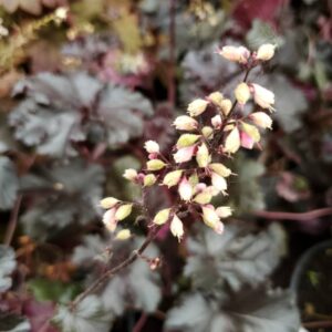 Heuchera Black Pearl