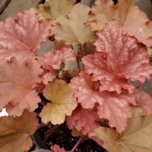Heuchera Peachberry Ice