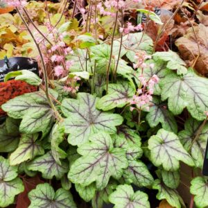 Heuchera Pink Fizz