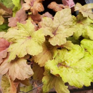 heucherella Pumkin Spice