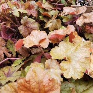 Heuchera Toffee Tart