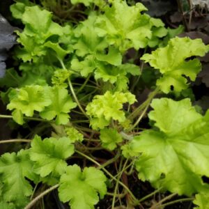 Heuchera Winter Joy