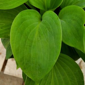 Hosta Bressingham Blue