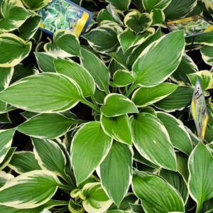 Hosta Francee
