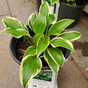 Hosta Queen Josephine