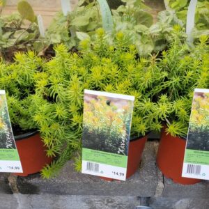 Sedum Angelina