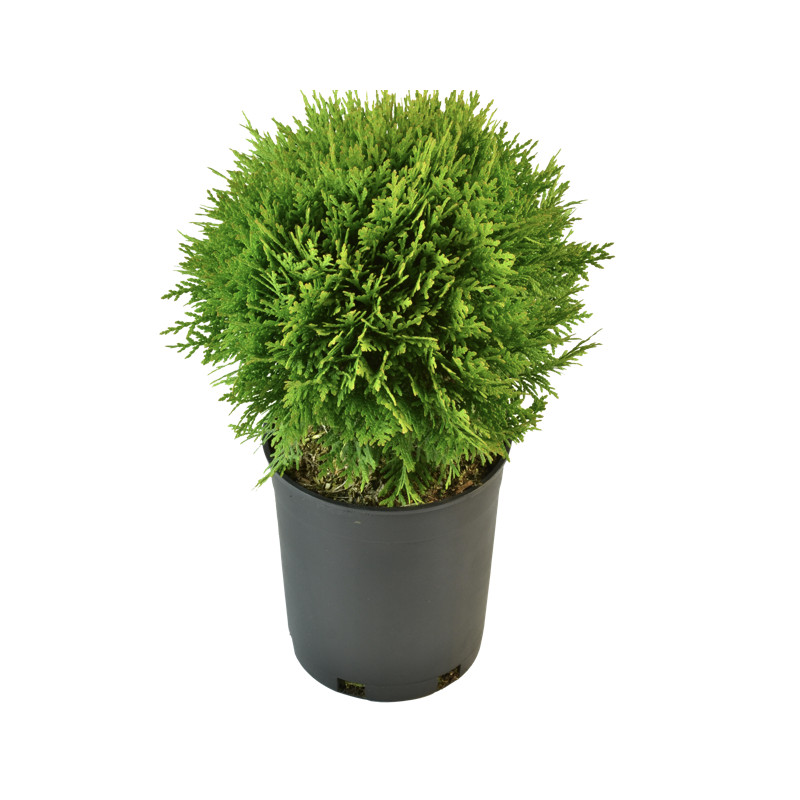 Thuya Occidentalis Danica