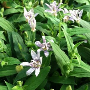 Lys crapaud Tricyrtis hirta Miyazaki