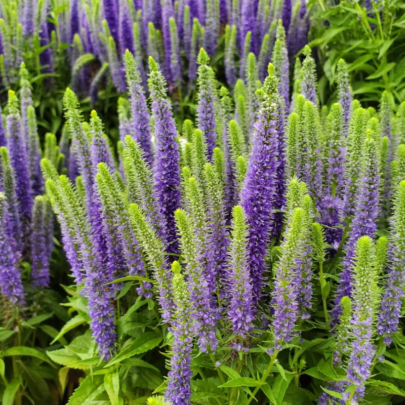Veronica Royal Candles Spicata