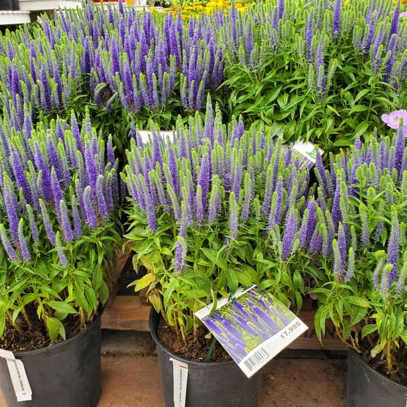 Veronica Royal Candles Spicata