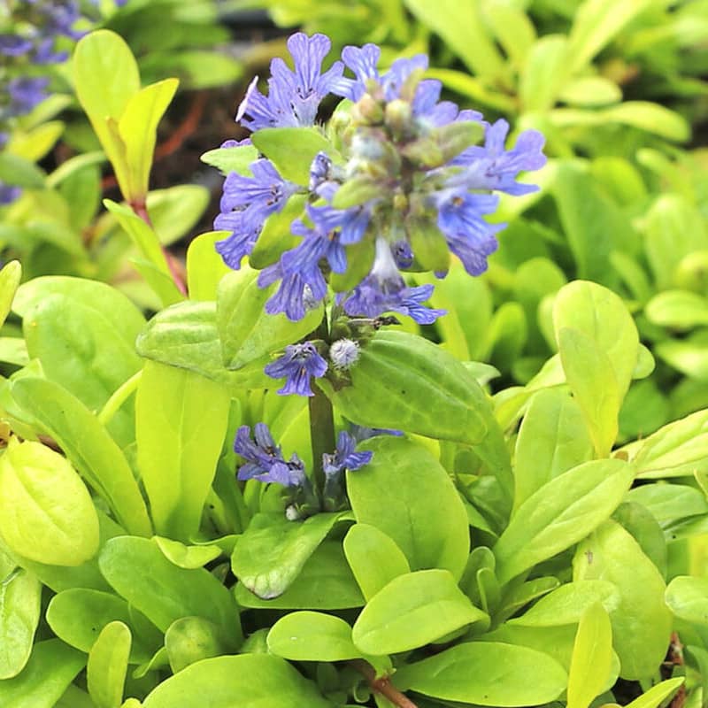 ajuga cordial canary