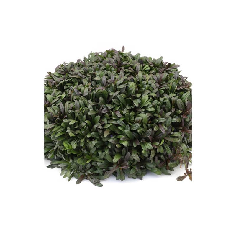 ajuga feathered friends noble nightingale