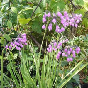 allium cernuum
