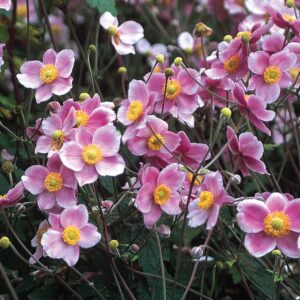 anemone robustissima