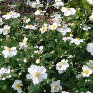 anémone x hybrida honorine jobert anemone