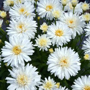 chrysantemum superbum mount hood chrysanthème