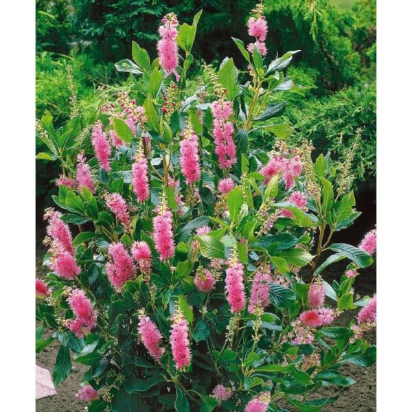 clethra ruby spice