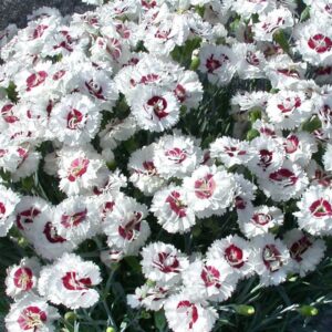 dianthus coconut surprise oeillet