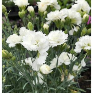 dianthus early bird frosty oeillet