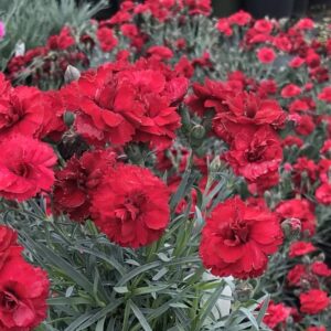 dianthus early bird radiance oeillet