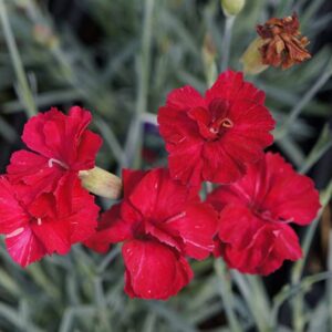 dianthus frosty fire oeillet