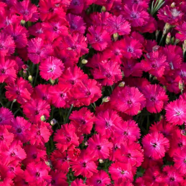 dianthus paint the town red oeillet