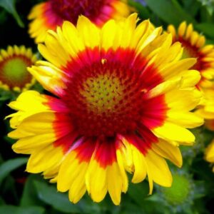 gaillardia mesa bright bicolor