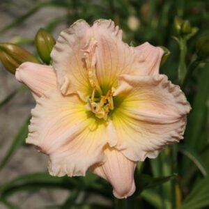 hemerocallis barbara mitchell