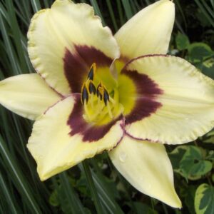 hemerocallis el desperado hémérocalle