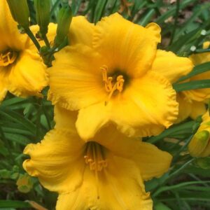 hemerocallis happy returns hémérocalle