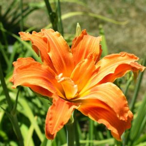 hemerocallis kwanso hémérocalle